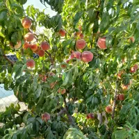 فروش باغ در خوش آب و هوا ترین منطقه جوشقان|فروش خانه و ویلا|میمه, |دیوار