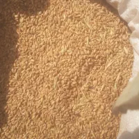 گندم تمیز وپاک وگمنه تازه محلی پاک  خوب