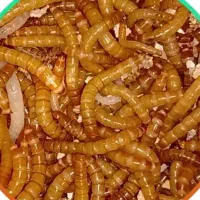 میلورم-سوسک مولد