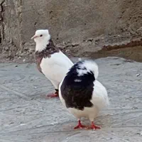 پرنده|پرنده|جم, |دیوار