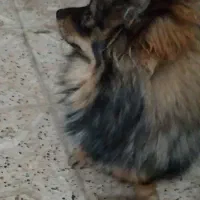 سگ پامرین|سگ|مشهد, انقلاب|دیوار