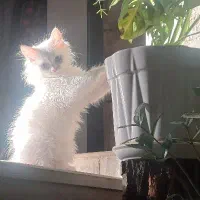 پرشین کوچولو عروسکی