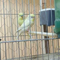 یک جفت مرغ عشق البینو کرمینو خیلی خاص