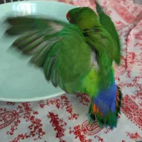 جوجه طوطی کوتوله برزیلی نر ۷ رنگ دستی نژاد عالی
