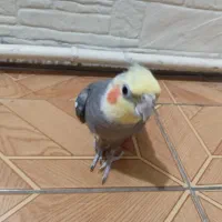 پرنده اروس هلندی