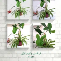 گل های آپارتمانی|گل و گیاه طبیعی|نیشابور, خیام|دیوار