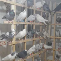 50تا حیون بوم ماله سرخس چق ساحل