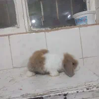 بچه خرگوش لوپ اصل|موش و خرگوش|تربت جام, جامی|دیوار