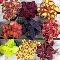 پانسیون-دخترانه