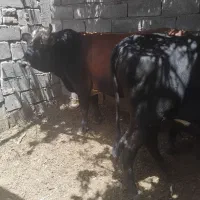 دوتا گوساله دوتا شتر|حیوانات مزرعه|یزد, |دیوار