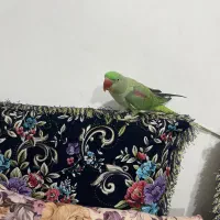 شاه طوطی ماده