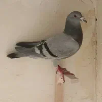 کبوتر مسافتی|پرنده|مشهد, حسین‌آباد|دیوار