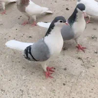 کبوترساده سبز ضمانت تخم جوجه  دوتا دوکت کاکل ماده