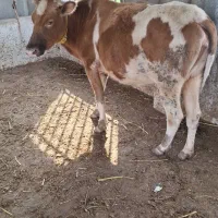 گاو محلی با گوساله ماده