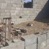 جابجای‌یافروش‌غاز