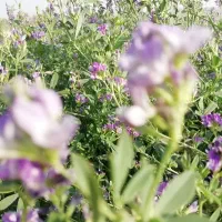 بذر یونجه درجه یک|عمدهفروشی|شیراز, نصر|دیوار