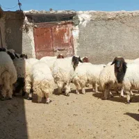 فروش بره