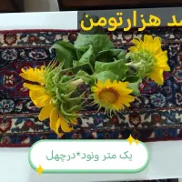رانرباقالیچه ی دست بافت در سایزهای مختلف
