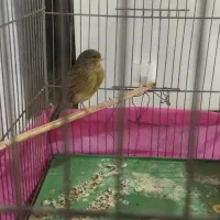 قناری گلستر ماده