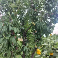 باغ 1000متری باآب دینام معاوضه فقط باخانه در شهرک|فروش دفتر صنعتی، کشاورزی، تجاری|خوی, |دیوار