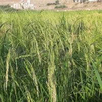 سردانه و نیم دانه هاشمی|خوردنی و آشامیدنی|اهر, |دیوار