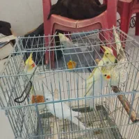 عروس هلندی خیلی خیلی تمیز کار داده 3جفت