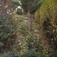 خدمات باغبانی وفضای سبز|خدمات باغبانی و درختکاری|باغستان, |دیوار