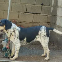 سگ شکاری پوینتر