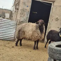 قوچ همو شیشک