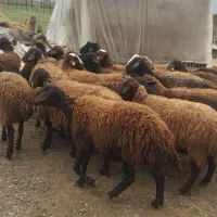 گوسفند|حیوانات مزرعه|سیمین شهر, |دیوار