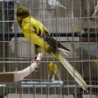 آموزش و فروش قناری|پرنده|ری, اقدسیه|دیوار