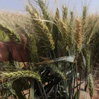 فروش‌بذرجو‌‌مهتاب