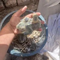 کبوتر با جوجه