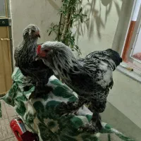 تخم نطفه دار برهما ریش دار و تخم ابریشمی|حیوانات مزرعه|تبریز, |دیوار