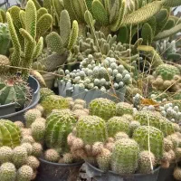 فروش و معاوضه گل با گل ۲۰۰ و ۴۰۰
