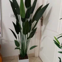 درختچه پرنده بهشتی