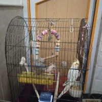 عروس هلندی و مرغ مینا|پرنده|قم, شهرک مهدیه (مدرس)|دیوار