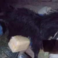 بز و تروشک|حیوانات مزرعه|تفتان, |دیوار