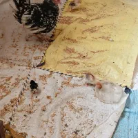 سلام مرغ با پنج تاجوجه