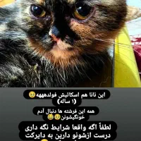 گربه اسکاتیش فولد|گربه|یزد, |دیوار