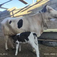 گاو سمینتال شکم اول با گوساله نر