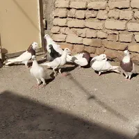 زابل شمار|پرنده|زابل, |دیوار