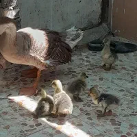 قوغاز آفریقایی کرک بهمراه جوجه قوغاز