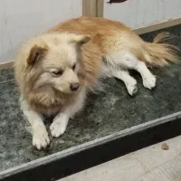 پاکوتاه گم شده|سگ|بناب, |دیوار