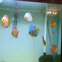 ماهی دیسکس با اکواریوم بزرگ همراه وسایل|ماهی|کرمان, |دیوار