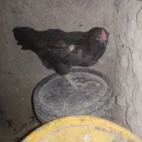 مرغ وخروس