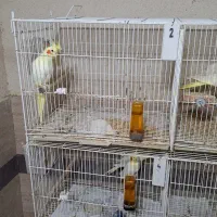 عروس هلندی|پرنده|لاهیجان, لیالستان|دیوار