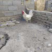 2 عدد خروس محلی
