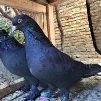 یک جفت کبوتر پر مغز دار