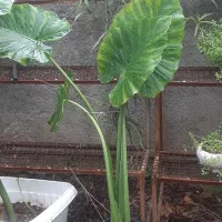 گل های آپارتمانی و بیرونی